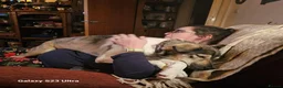 Mixed Breed dogs for adoption: Georgia & Tank, Available for adoption. - Advert 5