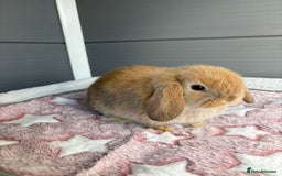 Mini Lop rabbits for sale: Friendly pure bred mini lops  - Image 11