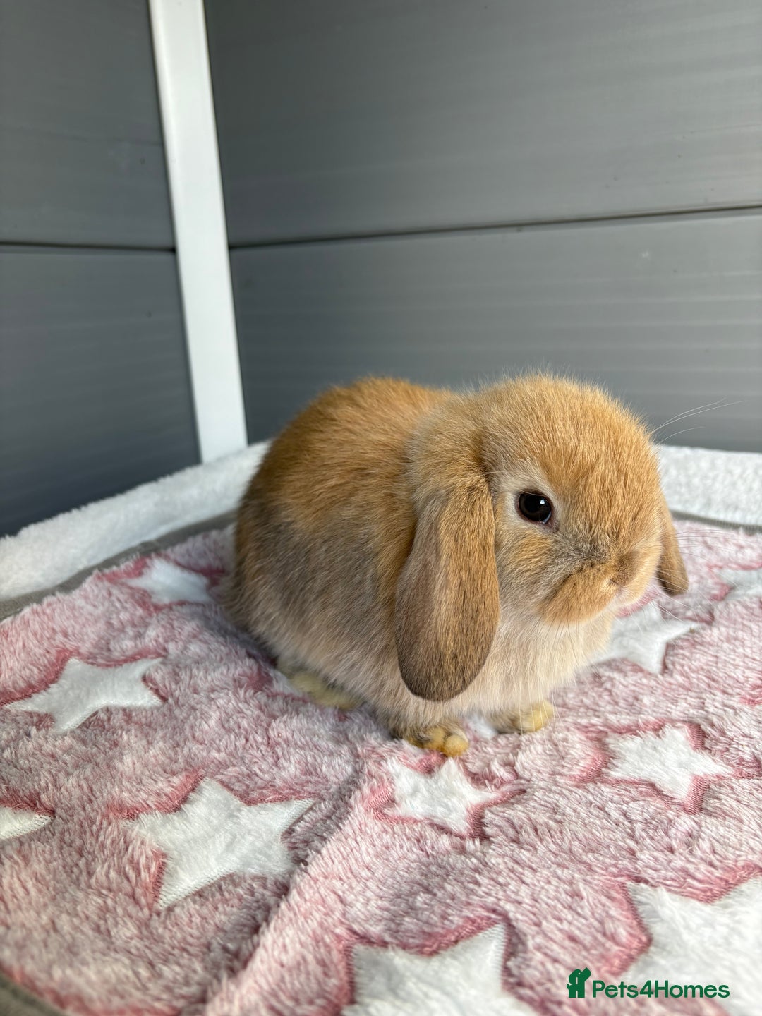 Mini Lop rabbits for sale: Friendly pure bred mini lops  - Image 11