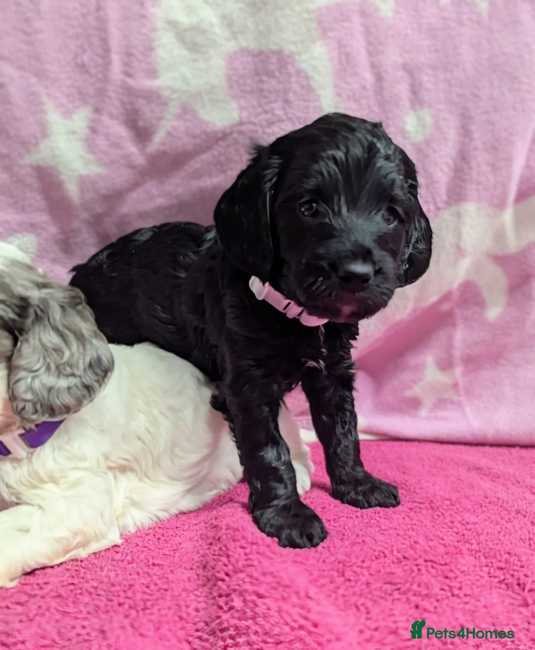 Cockapoo dogs for sale: Merle and Parti fully DNA health tested cockapoos  - Advert 8
