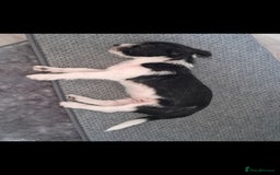Mixed Breed dogs for sale: Male Lhasa Jack 11 weeks old - Image 4