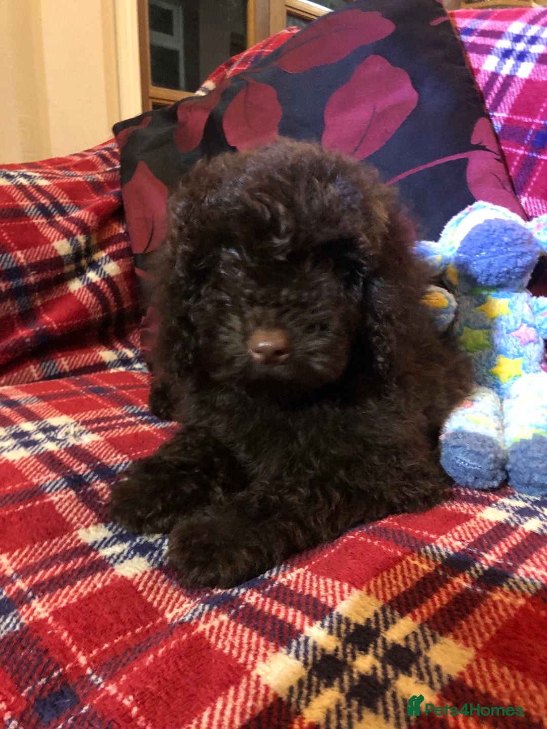 Cockapoo dogs for sale: Cockapoo puppies for sale  - Advert 21