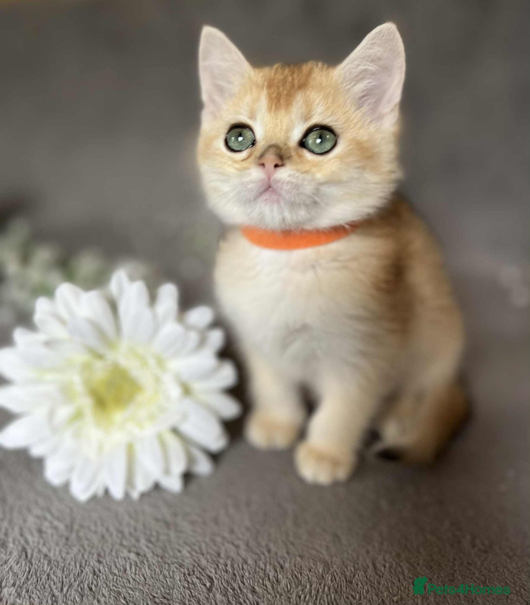 British Shorthair cats for sale: Beautiful British Shorthair kittens 🫶 - Image 16