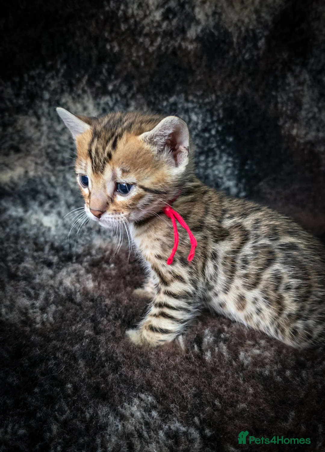 Bengal cats for sale: 3 lovely girls and 1 boy ready for reservation - Advert 20