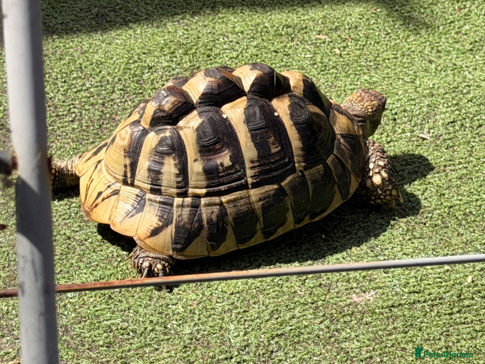 Tortoise reptiles Tilly the tortoise  - Advert 1