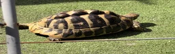 Tortoise reptiles for sale: Tilly the tortoise  in London - Advert 1