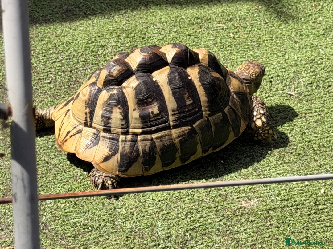 Tortoise reptiles for sale: Tilly the tortoise  in London - Advert 1