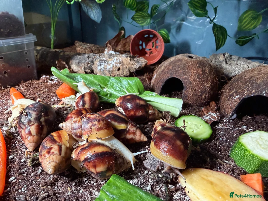 Snails invertebrates for sale: Giant African land snails for sale  - Advert 2