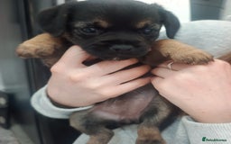 Border Terrier dogs for sale: Border terrier pups  - Image 10