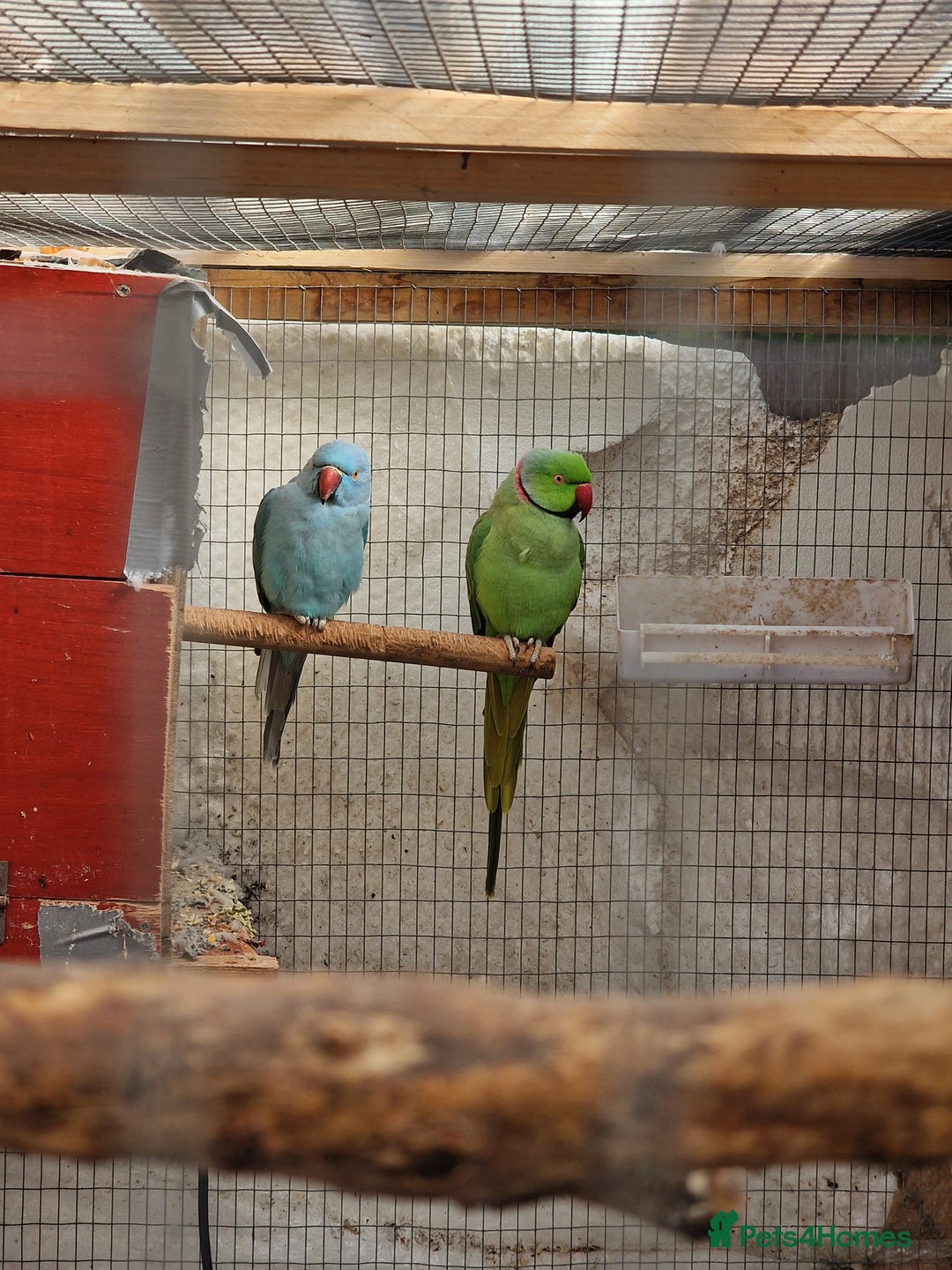 Ringnecks birds for sale: Adult Ringnecks - Image 11