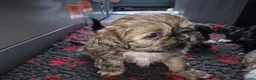 Shih Tzu dogs for sale: Shih Tzu puppies in Sheffield - Advert 3