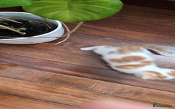Mixed Breed cats for sale: Heart-Marked & Beautiful Kittens Ready - Image 15