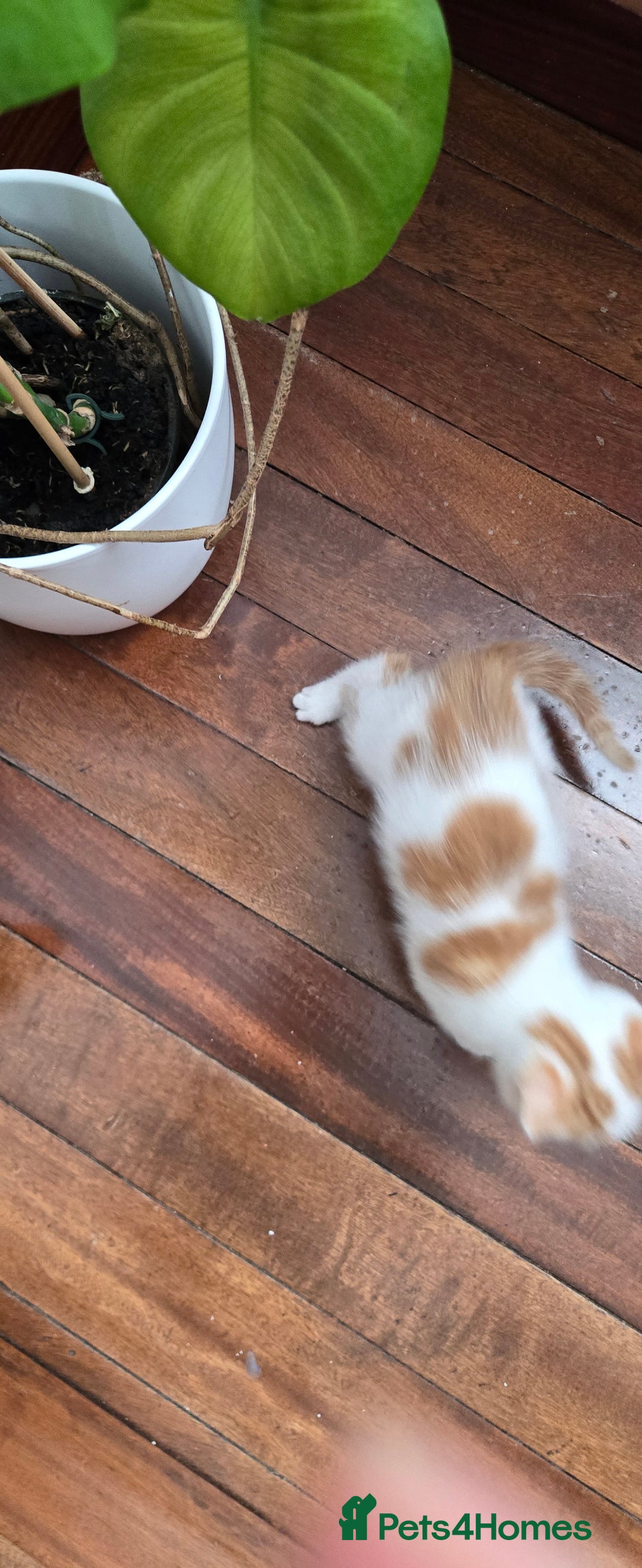 Mixed Breed cats for sale: Heart-Marked & Beautiful Kittens Ready - Image 15