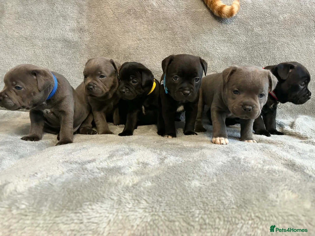 Staffordshire Bull Terrier dogs for sale: Tiny paws,  Big personalities 🐾❤️ - Advert 2