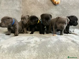 Staffordshire Bull Terrier dogs Tiny paws, Big personalities 🐾❤️ - Advert 1