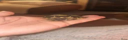 Hermann Tortoise reptiles for sale: Baby hermanns in Newport - Advert 6