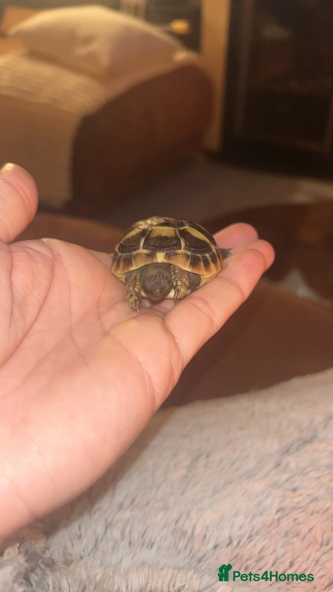 Hermann Tortoise reptiles for sale: Baby hermanns in Newport - Advert 6
