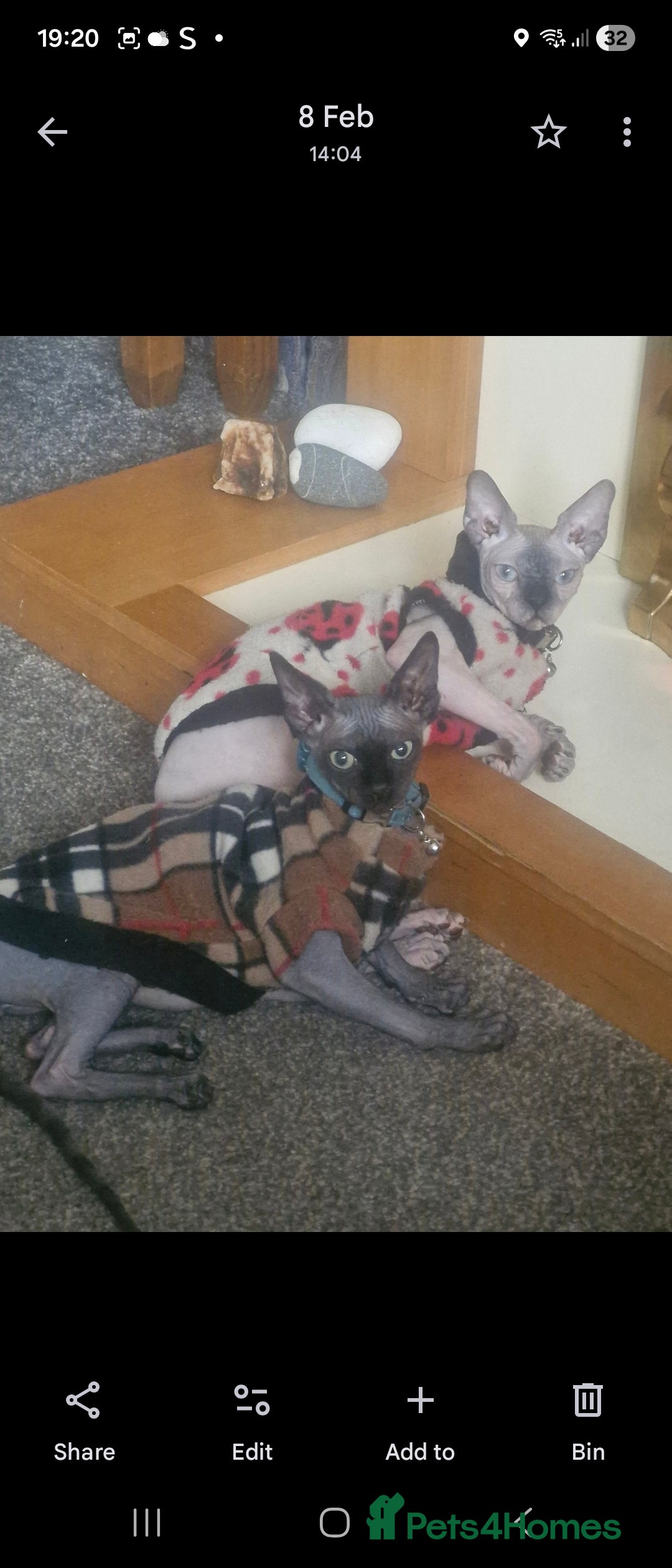 Sphynx cats for sale: 2 year old female seal point  - Advert 10