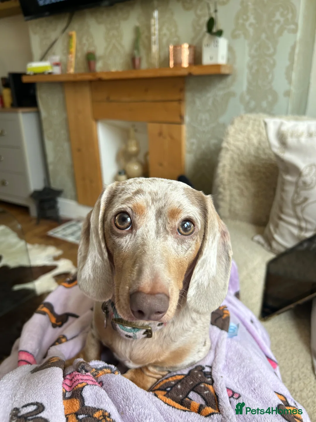 Miniature Dachshund dogs for sale: Miniature Dachshund Mario - Advert 1