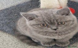 British Shorthair cats for sale: British shorthair - Image 1