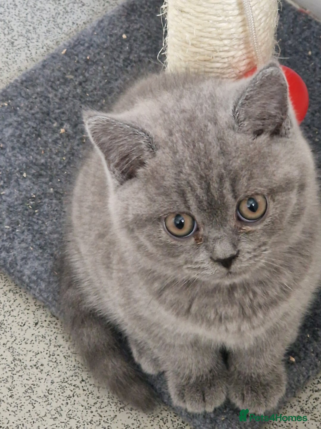 British Shorthair cats for sale: British shorthair - Image 1