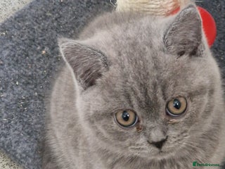 British Shorthair cats for sale: British shorthair - Advert 1