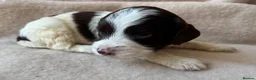 Sproodle dogs for sale: F1 Sproodle Puppies  - Advert 27