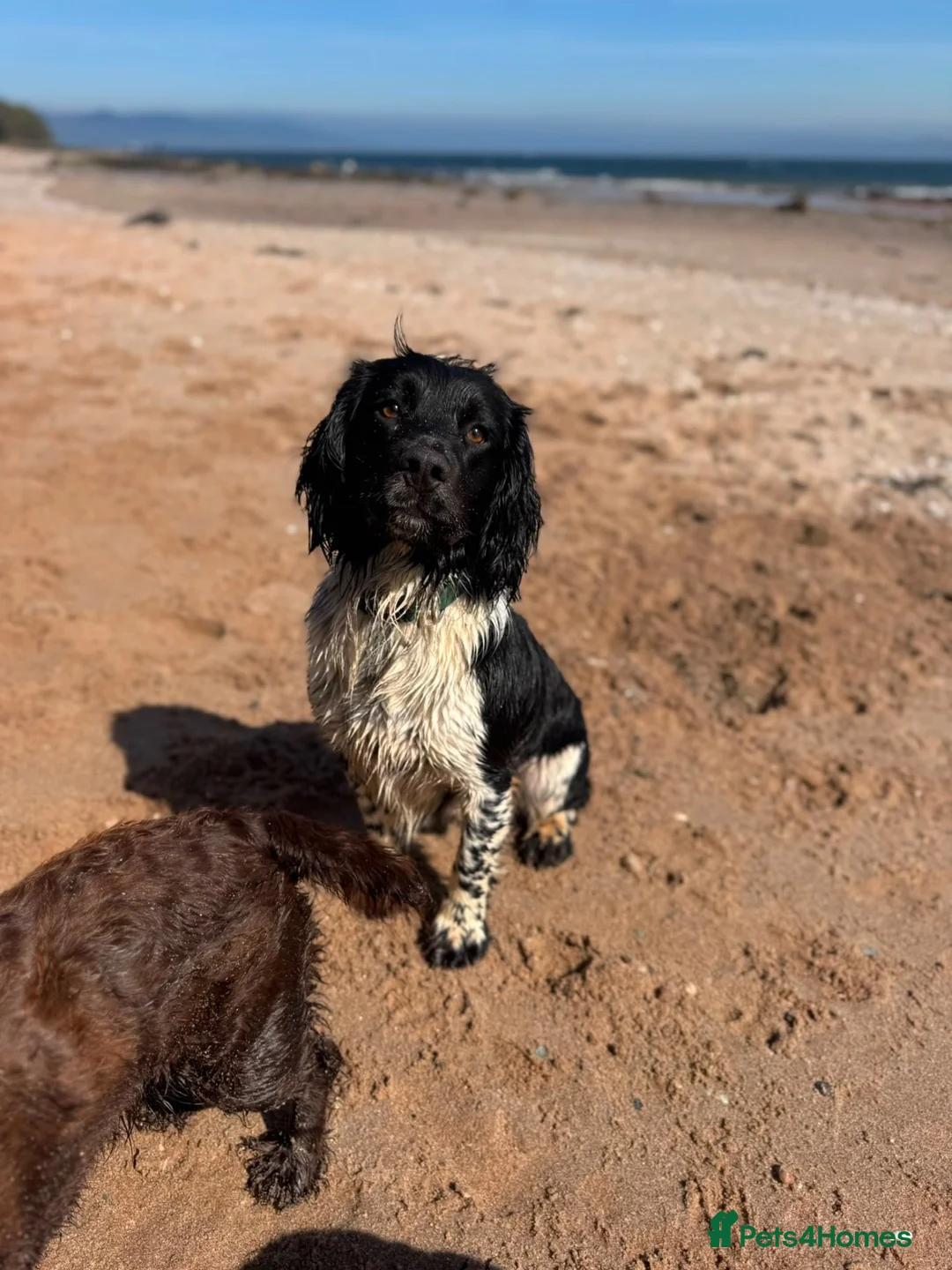 English Springer Spaniel dogs for sale: Outstanding litter looking for fantastic homes - Advert 28