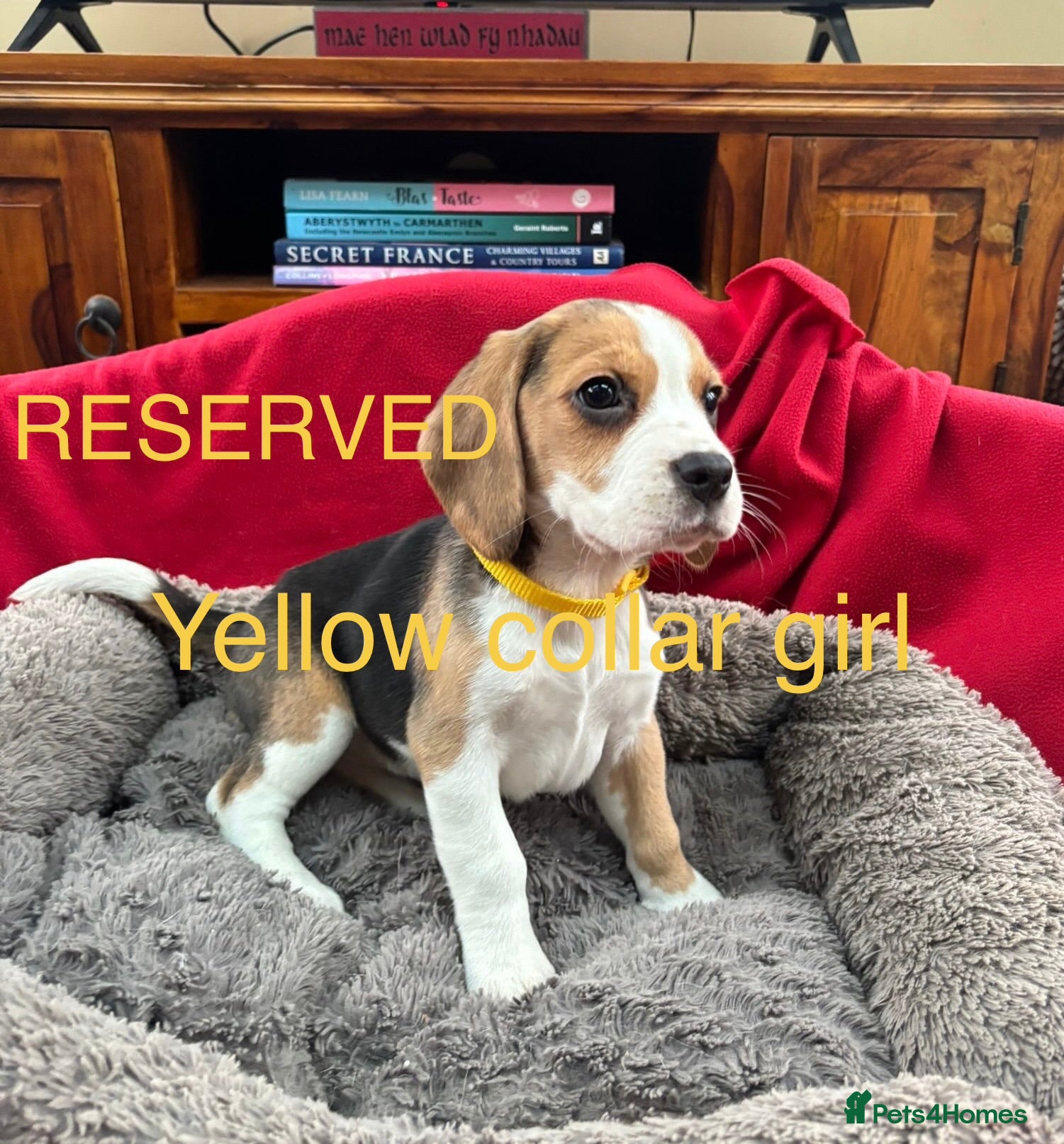 Beagle dogs Beautiful Beagle Puppies for sale - Advert 2