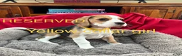 Beagle dogs for sale: Beautiful Beagle Puppies for sale - Advert 5