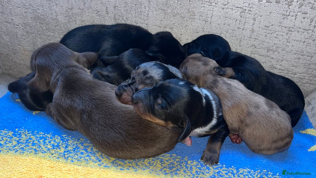Miniature Dachshund dogs for sale: Miniature Dachshund Puppies  - Advert 15