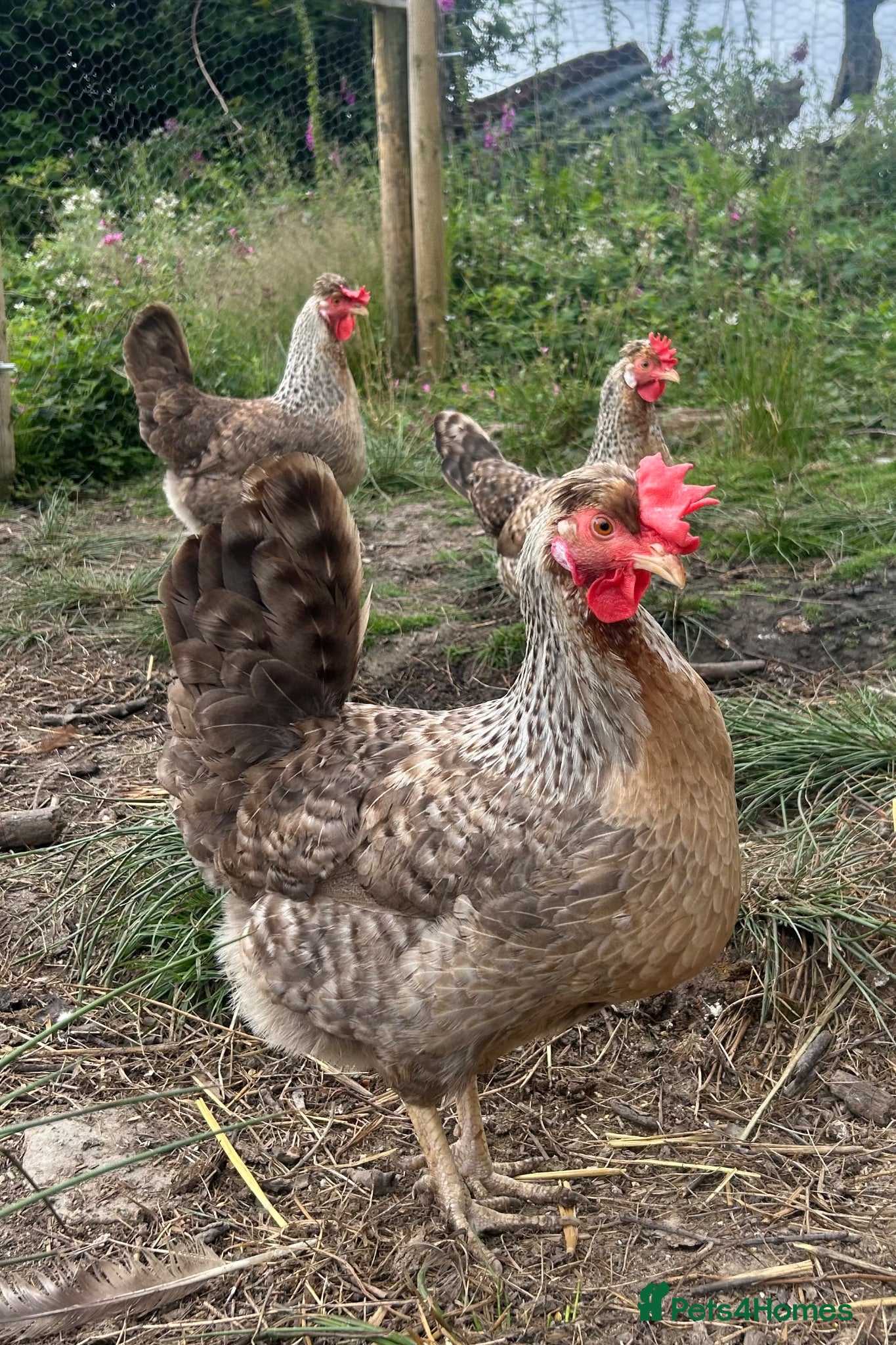 Chickens poultry Cream legbar hatching eggs - Advert 5