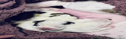 English Bulldog dogs for sale: 4 wk old Kc bulldog pups rare champ lines - Advert 12
