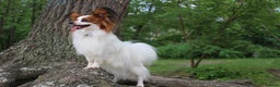 Papillon dogs for stud: ♥STUD♥ Papillon in Kettering - Advert 12