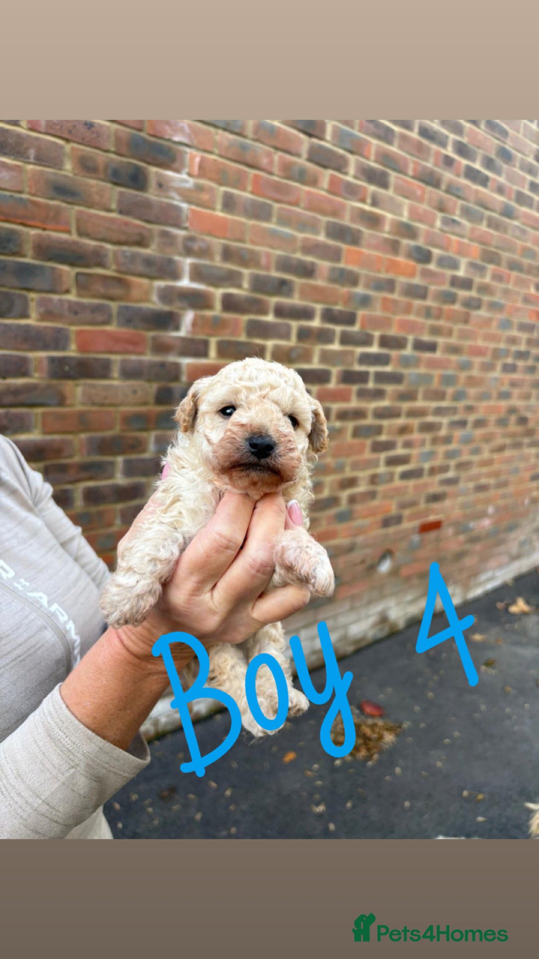 Toy Poodle dogs for sale: Toy Poodle Pups with Lovely Temperaments - Image 5