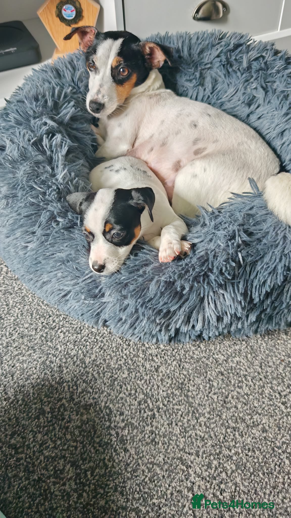 Jack Russell dogs BEAUTIFUL JACK RUSSELL PUPPIES AVAILABLE - Advert 2