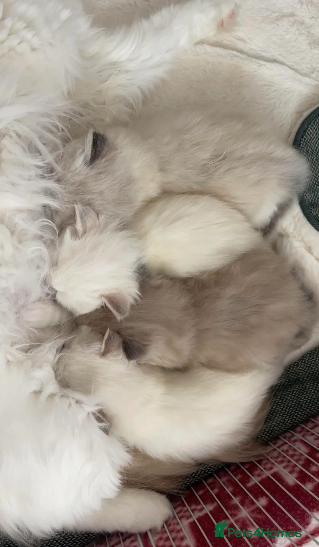 Ragdoll cats for sale: TICA Active Registered Ragdoll Kittens - Advert 31