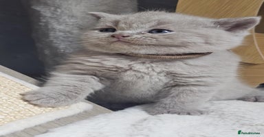 British Shorthair cats - Advert 10