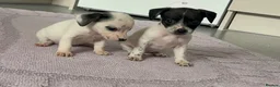 Mixed Breed dogs for sale: Cockapoo cross jackrussell pups in Norwich - Advert 2