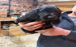 Cocker Spaniel dogs for sale: Cocker spaniel puppies - Image 12