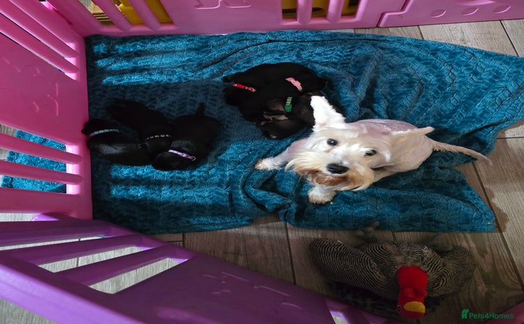 Miniature Schnauzer dogs - Advert 1