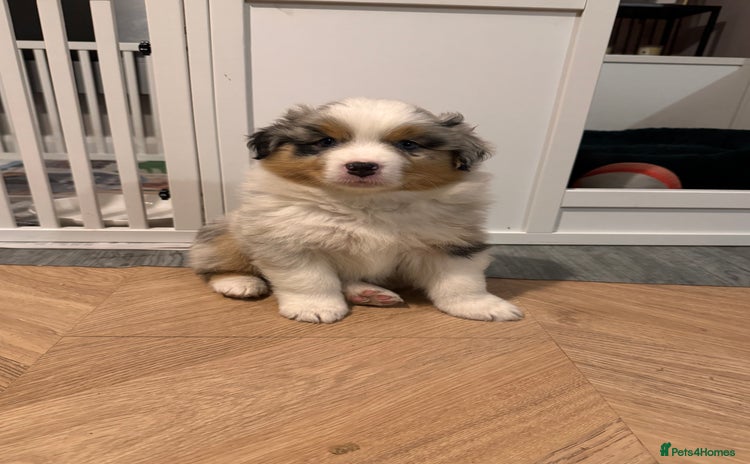Australian Shepherd dogs - Advert 1