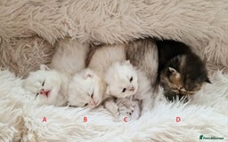 British Shorthair cats for sale: ❤ British Shorthair Kittens ❤ Silver ❤ Healthy ❤ - Image 5