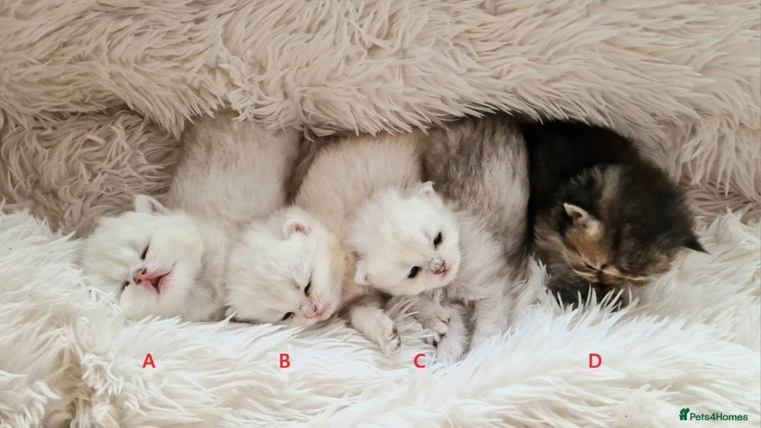 British Shorthair cats for sale: ❤ British Shorthair Kittens ❤ Silver ❤ Healthy ❤ - Image 5