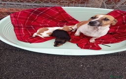 Jack Russell dogs for sale: Jack Russell puppys - Image 5