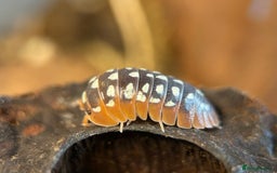 Mixed Breed invertebrates for sale: Isopods, Millipedes & Springtails - Image 4