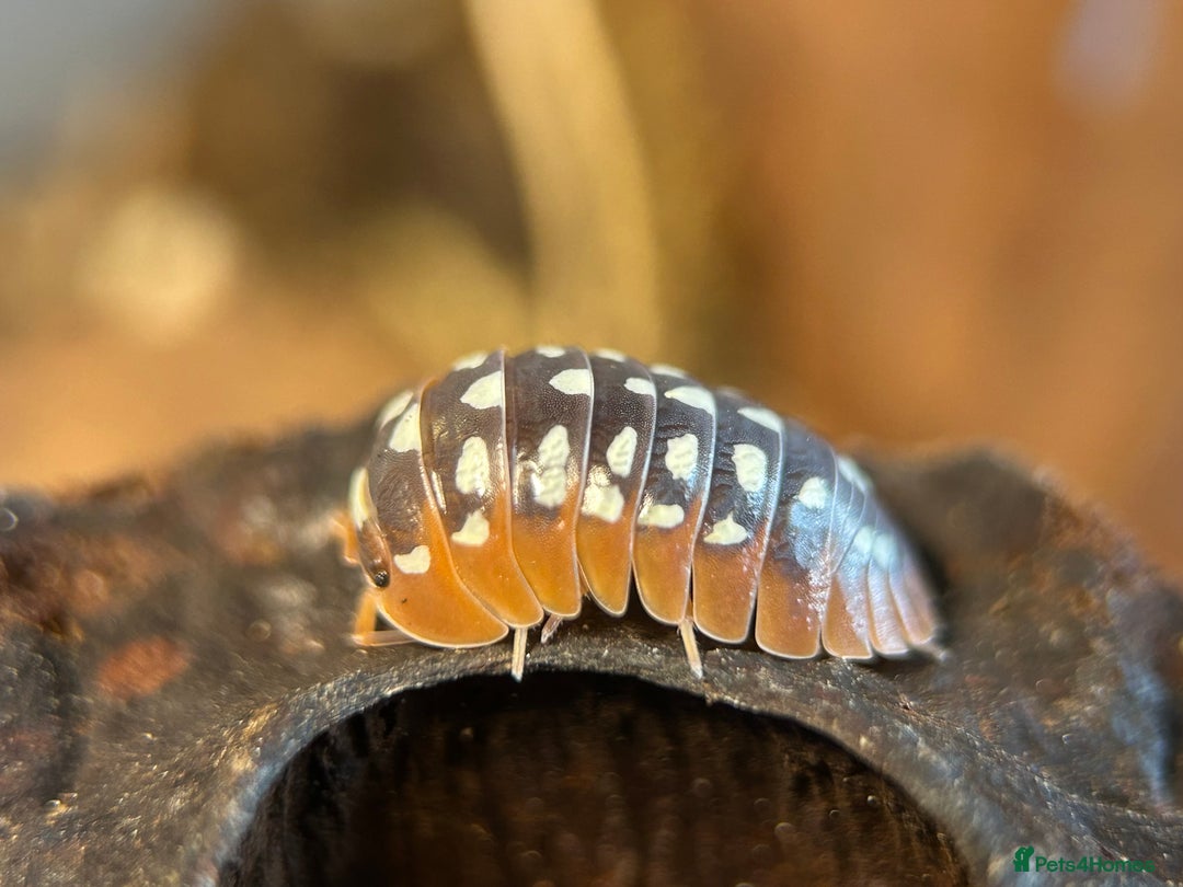Mixed Breed invertebrates for sale: Isopods, Millipedes & Springtails - Image 4