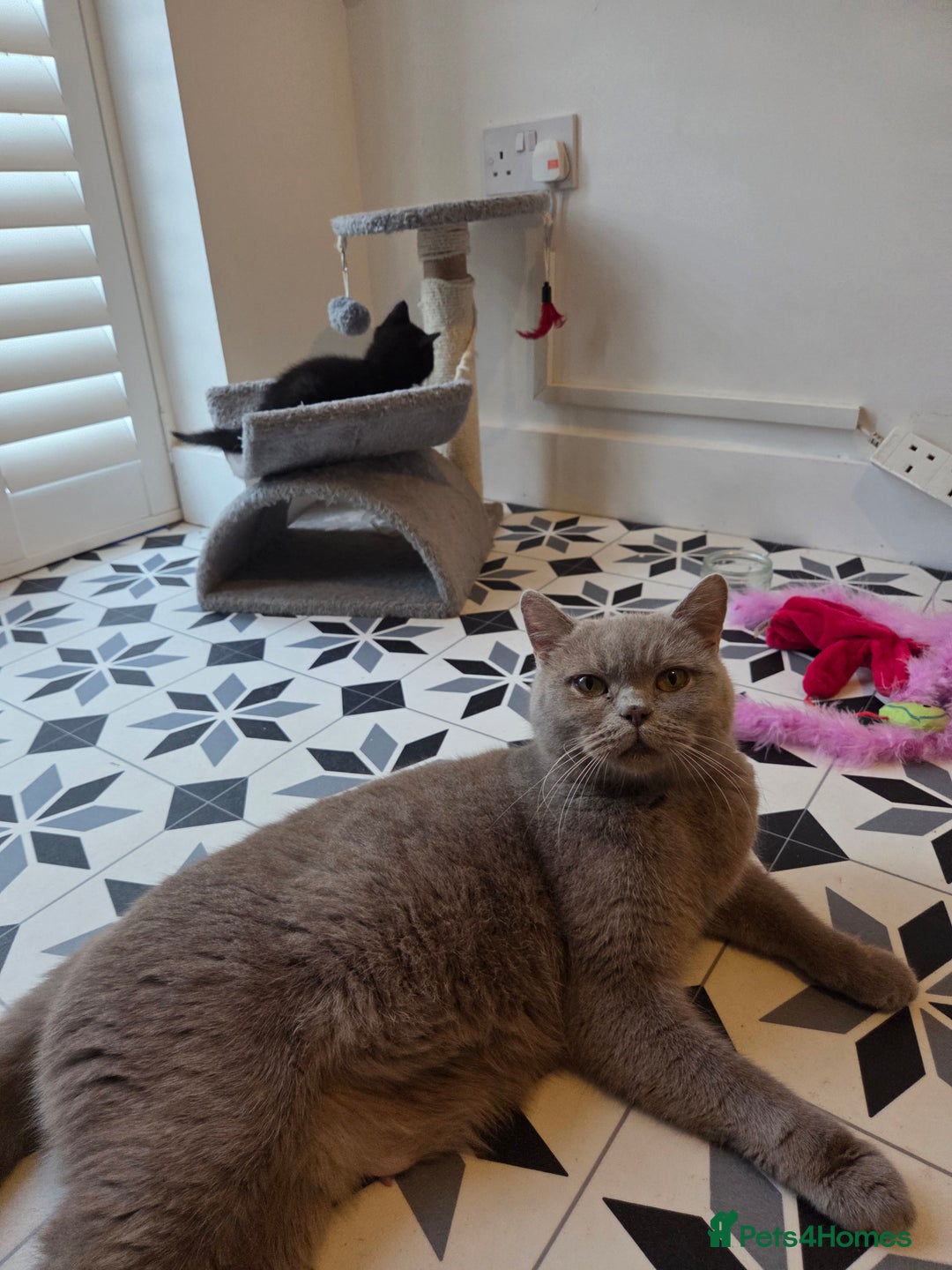Mixed Breed cats for sale: British shorthair cross - Advert 3