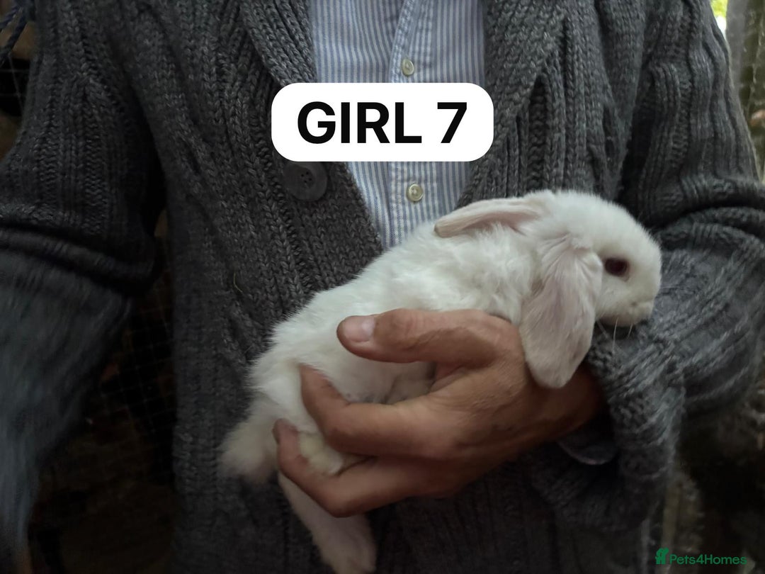 Mini Lop rabbits for sale: Friendly, Handled, Beautiful Baby Bunnies for Sale - Image 27