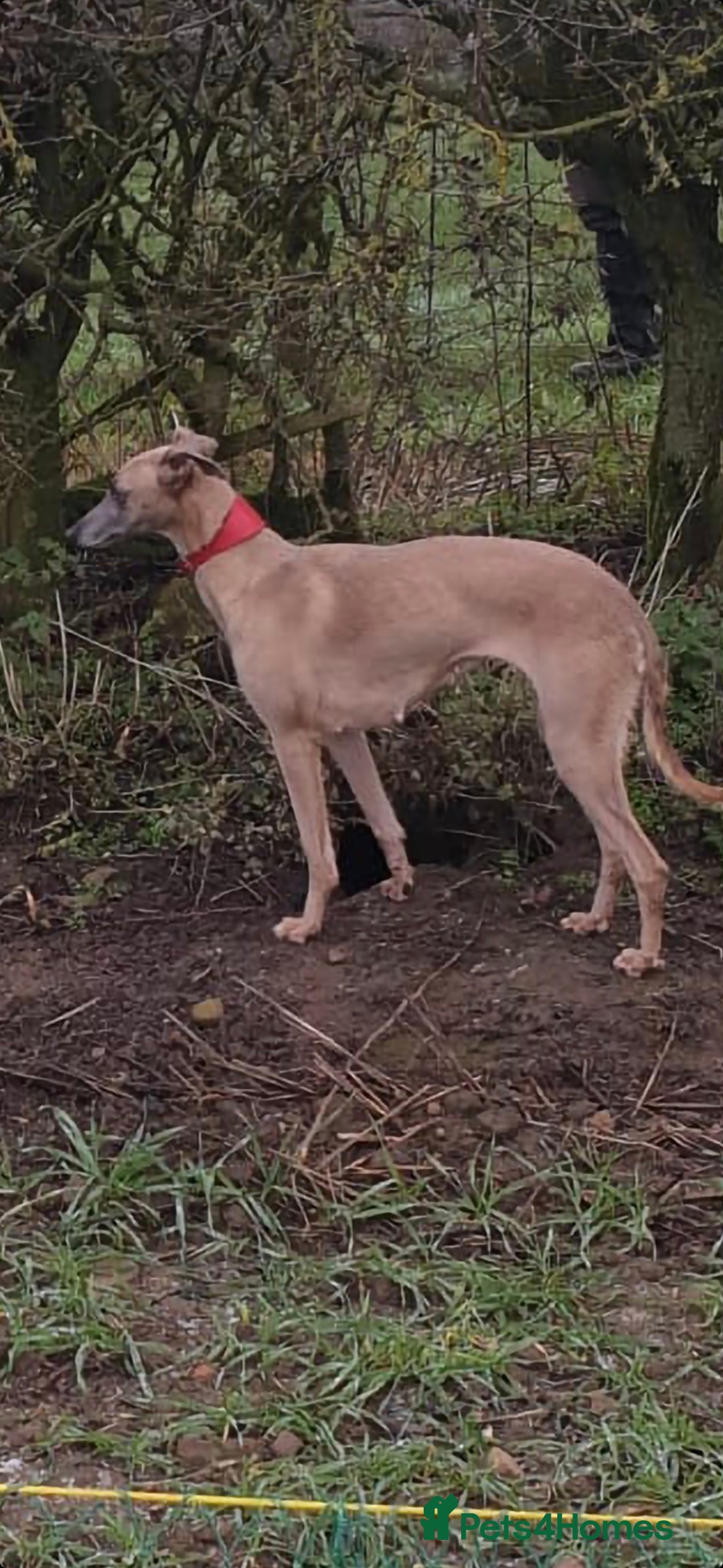 Whippet dogs for sale: Stunning whippet puppies  - Advert 3